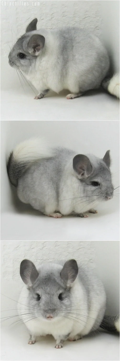 Visual for this record: Chinchilla showed smaller models trained longer can win